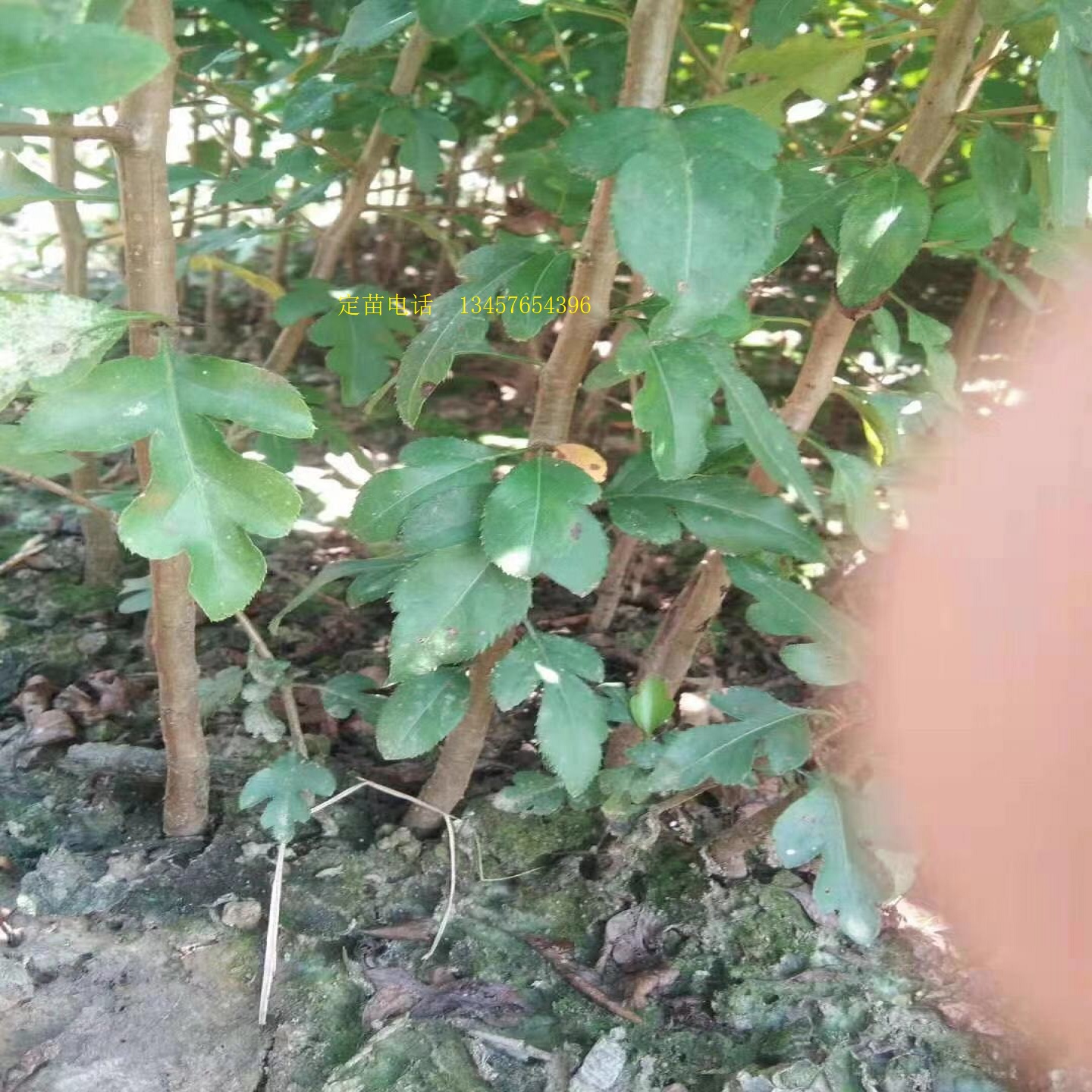 鸟梨苗棠梨苗鸟梨芽苗实生苗直生苗嫁接桂花金秋梨砧木苗杜梨小苗 - 图1