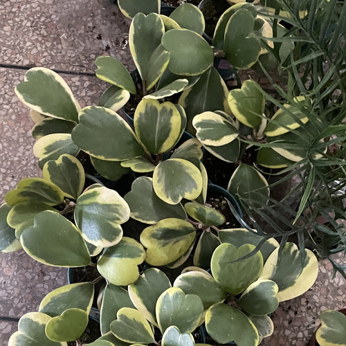 心叶球兰锦客厅桌面绿植室内爬藤植物心形叶子办公桌面常青好养活 - 图2