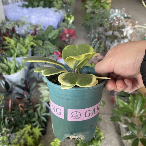 心叶球兰锦客厅桌面绿植室内爬藤植物心形叶子办公桌面常青好养活 - 图0