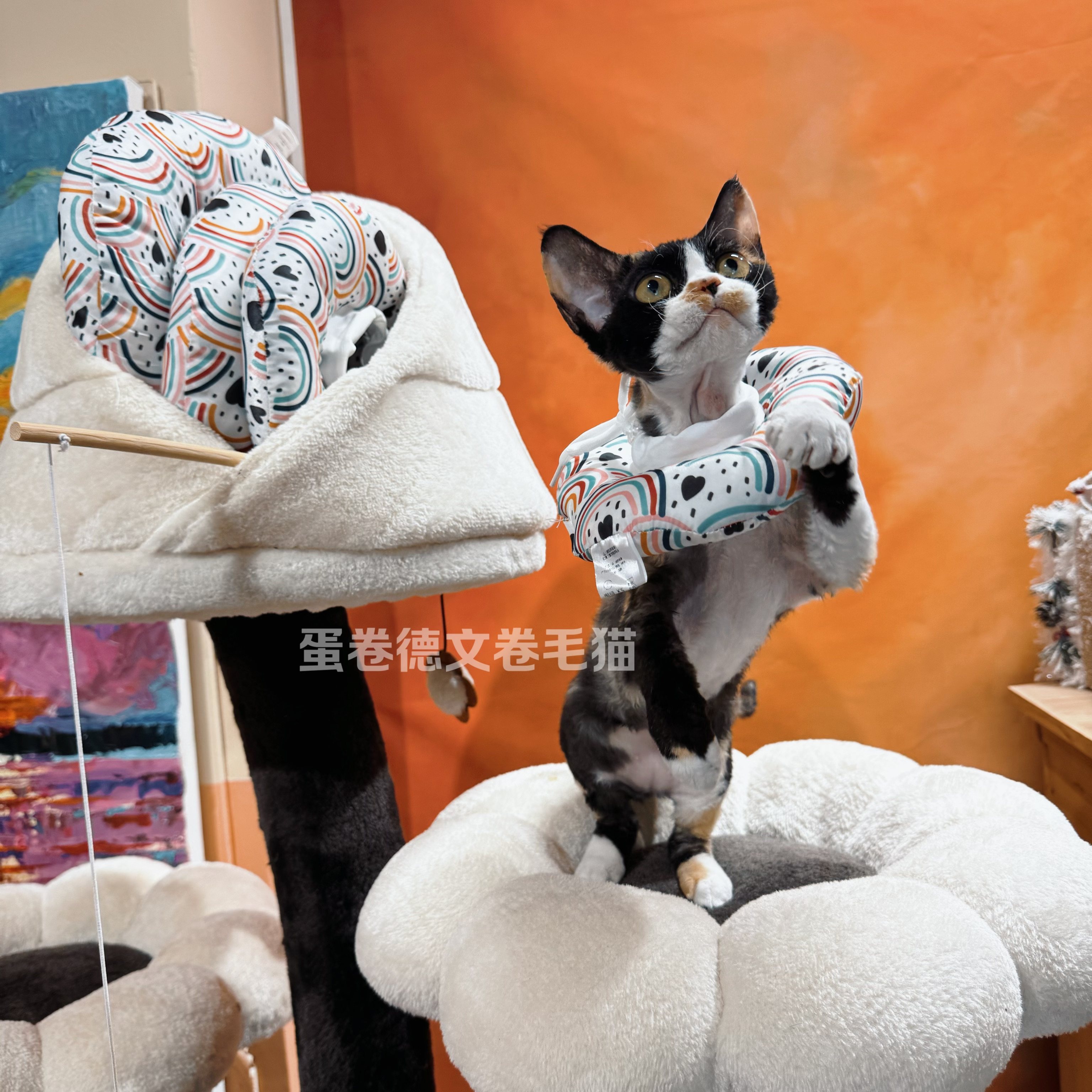 伊丽莎白圈猫咪狗狗绝育术后防抓防舔舐项圈猫舍同款,淘宝优惠券,粉丝福利购,淘宝优惠卷