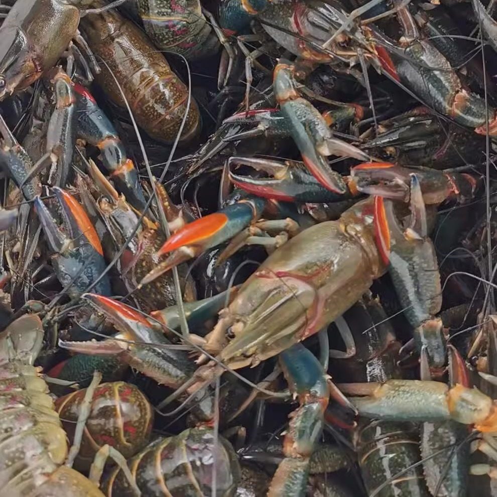 5斤装澳洲小龙虾鲜活蓝龙虾淡水养殖1-3两超大特大活龙虾顺丰包邮,淘宝优惠券,粉丝福利购,淘宝优惠卷