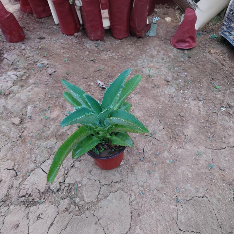 宽叶羽叶窄叶棒叶不死鸟锦防辐射落地生根多肉蕾丝公主耐旱盆栽,淘宝优惠券,粉丝福利购,淘宝优惠卷