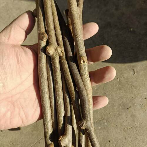 新品种瑞玉碧玉徐香红心红肉黄心猕猴桃嫁接枝条猕猴桃嫁接芽码子 - 图0