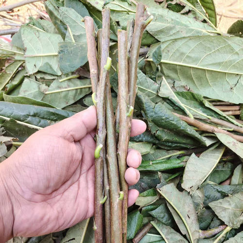 无核砂糖白玉白沙早钟大五星枇杷树嫁接枝条蒙自枇杷树苗接穗码子 - 图1