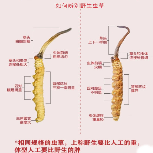 西藏虫草正宗那曲冬虫夏草礼盒装1500头规格3根一克（30克起卖） - 图2