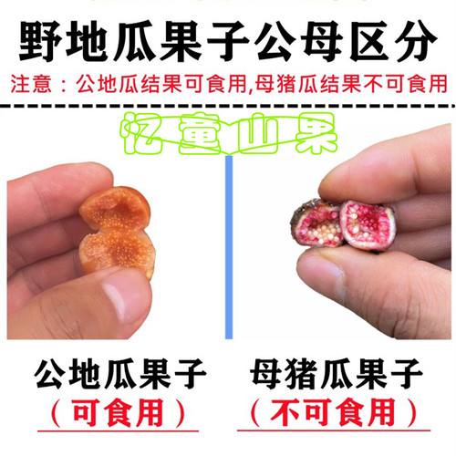 云贵川野地瓜藤苗地石榴藤苗地果儿时味道四川地枇杷根盆栽香地瓜 - 图1
