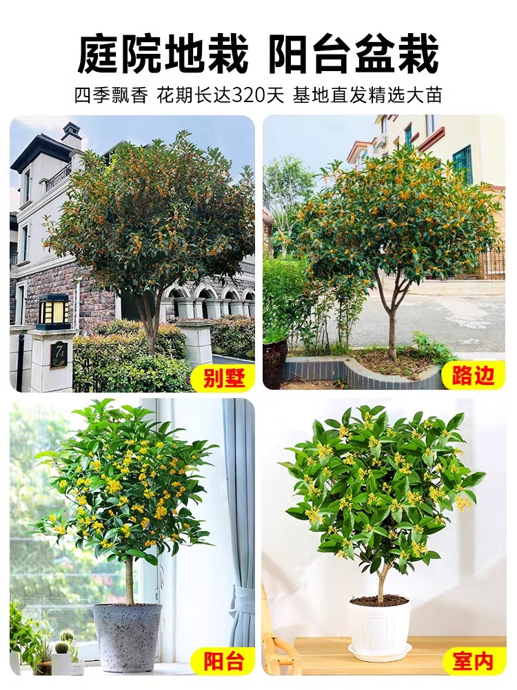 桂花盆栽树苗四季桂可食用浓香型四季开花不断室内阳台庭院金植物 - 图1