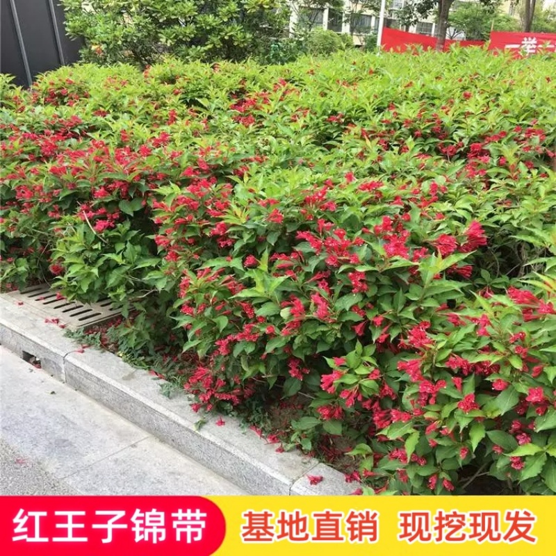 四季锦带花苗庭院绿化高档绿篱耐寒植物红王子锦带花苗南北方种植-图2