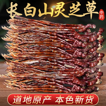 Zhengzong Lingzhi herb Chinese herbal medicine Changbai Mountain Special production Whole Branches Red Lingzhi also known as Antlers of Antlers Lingzhi of Antlers of Antlers