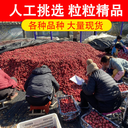 山楂果新鲜整框35斤鲜山楂山里红果糖雪球冰糖葫芦甜红子金星五棱 - 图2