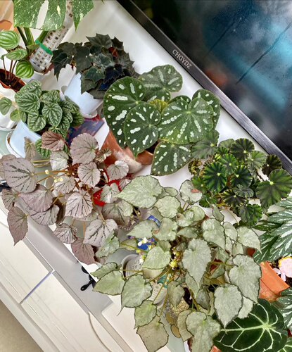 蟆叶秋海棠盆栽室内绿植彩叶芋观叶海芋热植垂丝海棠观叶植物花卉 - 图1