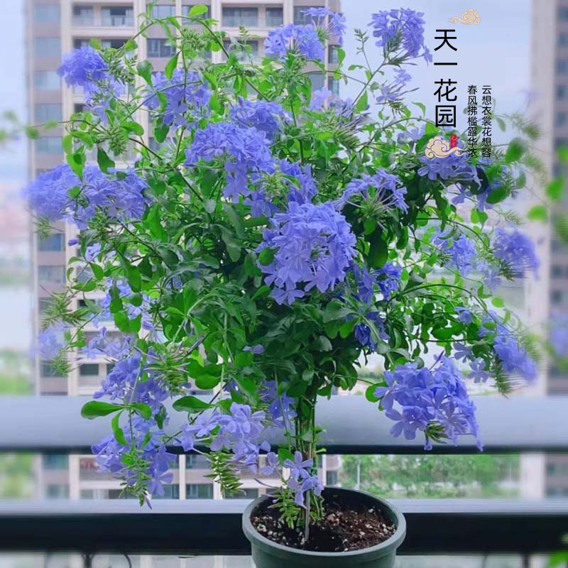 蓝雪花棒棒糖老桩带花苞庭院阳台四季开花好养喜水喜光半攀援植物 - 图0