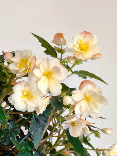 进口欧洲 雅典娜海棠 景观海棠 超级耐寒耐热花期长盆栽庭院阳台 - 图1