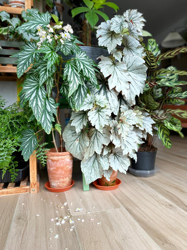 老桩 乌头杂 秋海棠盆栽室内绿植彩叶芋海芋鲜花海棠花卉水培观叶 - 图0