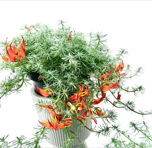 鹦鹉嘴盆栽加那利百脉根室内阳台垂吊观叶开花绿植奇特稀有章鱼花 - 图3
