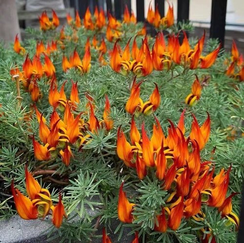 鹦鹉嘴盆栽加那利百脉根室内阳台垂吊观叶开花绿植奇特稀有章鱼花 - 图1