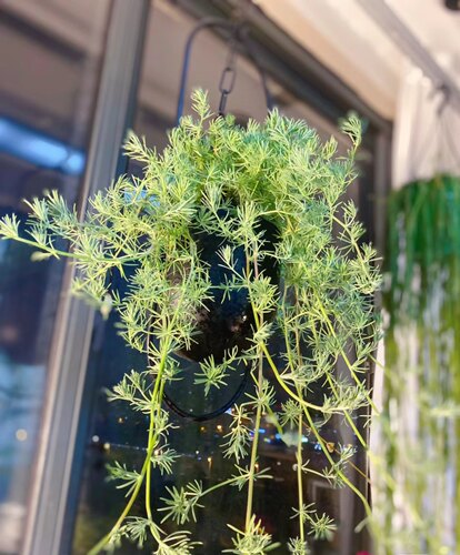 鹦鹉嘴盆栽加那利百脉根室内阳台垂吊观叶开花绿植奇特稀有章鱼花 - 图2