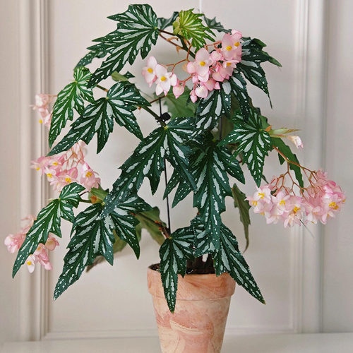老桩 乌头杂 秋海棠盆栽室内绿植彩叶芋海芋鲜花海棠花卉水培观叶 - 图2