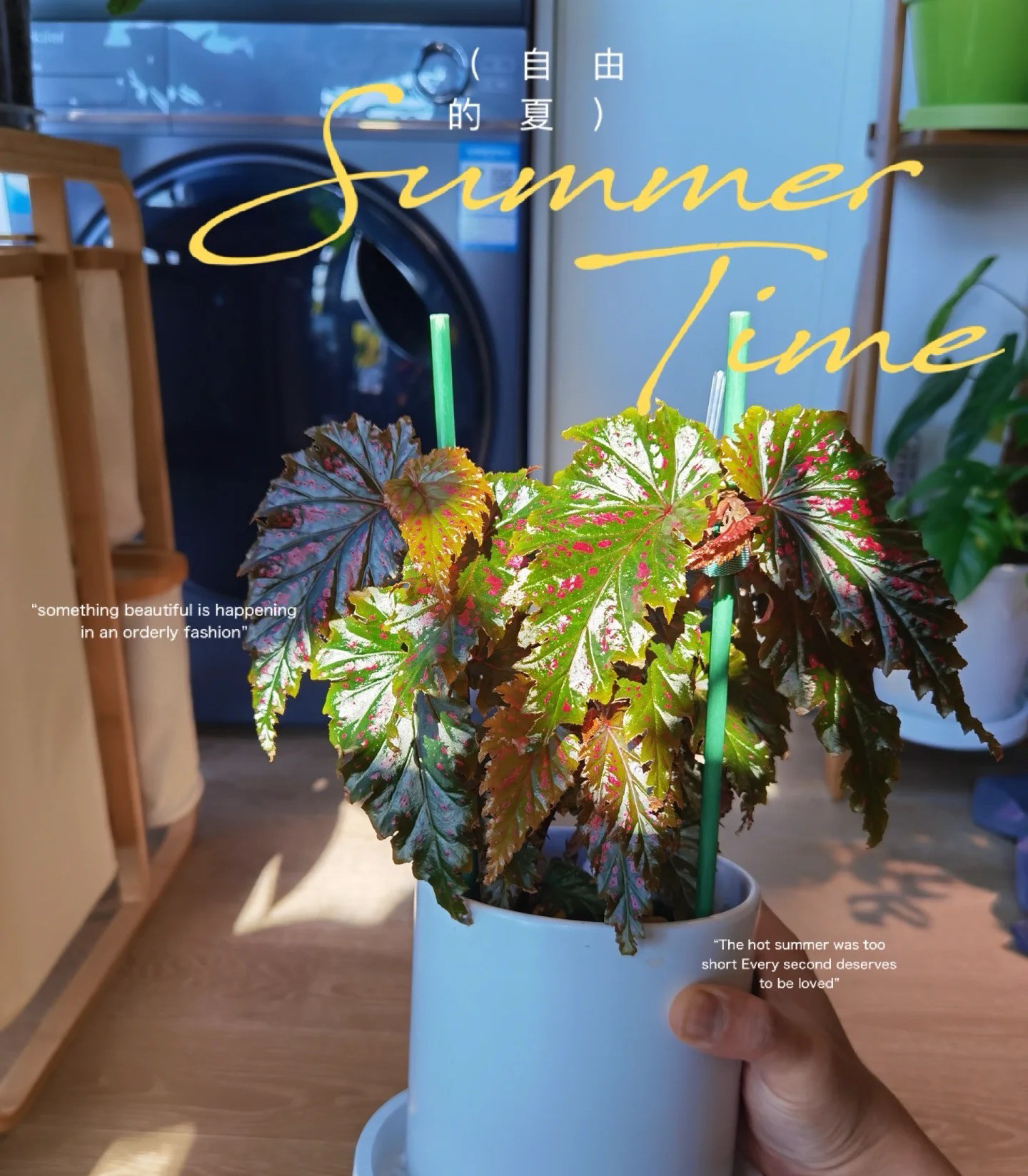 鳟鱼秋海棠粉旗鱼海威进口 ins风网红绿植盆栽室内阳欧式植物花卉,淘宝优惠券,粉丝福利购,淘宝优惠卷