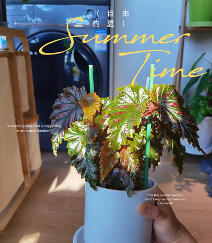 鳟鱼秋海棠粉旗鱼海威进口 ins风网红绿植盆栽室内阳欧式植物花卉 - 图3