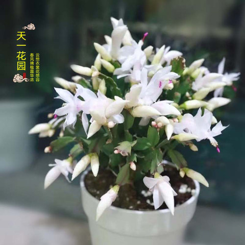 进口索菲亚黄色 粉白玛丽蟹爪兰盆栽带花苞白色室内阳台植物 - 图2