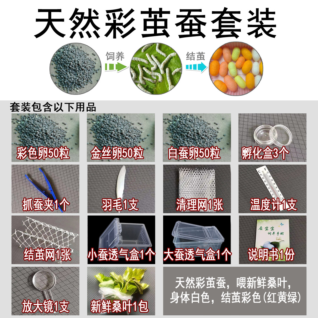 蚕宝宝卵蚕种蚕籽蚕蛋蚕卵科学课黄茧卵白蚕金丝蚕天然彩色蚕套装