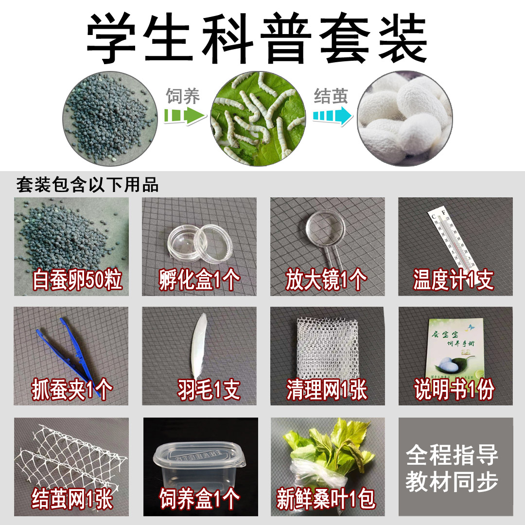 蚕宝宝卵蚕种蚕籽蚕蛋蚕卵科学课黄茧卵白蚕金丝蚕天然彩色蚕套装