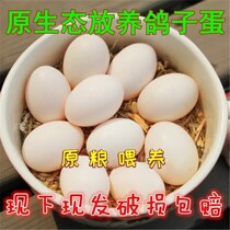 Cisfeng Fresh Pigeon Eggs 30 Earth Dove Eggs Farmhouse Loose pigeon eggs Pregnant Eggs baby Deputy Food