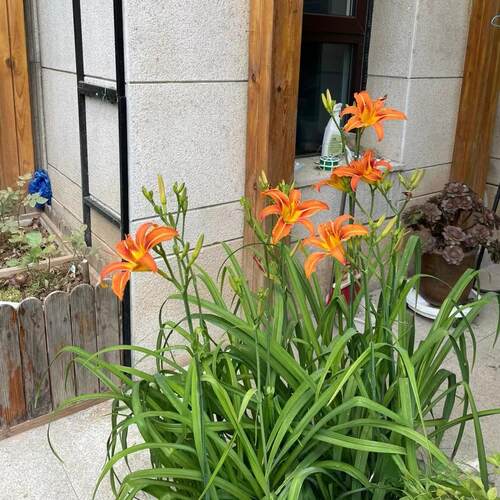 大花萱草忘忧草黄花菜耐寒草本植物四季常青金娃娃橙花萱草 - 图1