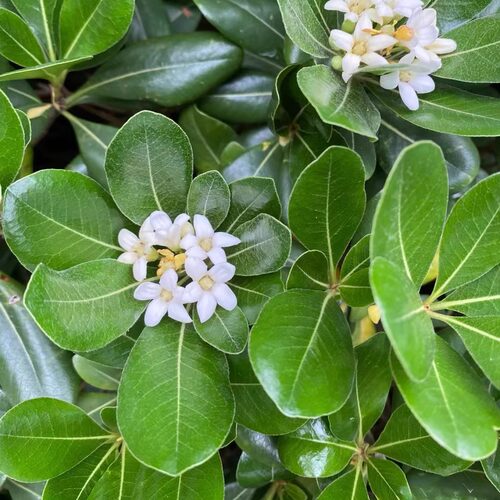 海桐树苗七里香绿篱耐盐碱海潮小区工程绿化四季常青芳香花篱笆 - 图2