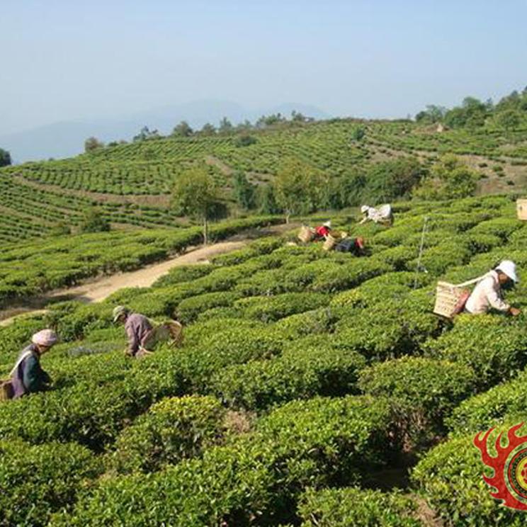 2024年新茶上市云南楚雄特双柏白竹山云雾茶新茶叶100g特级绿茶-图3