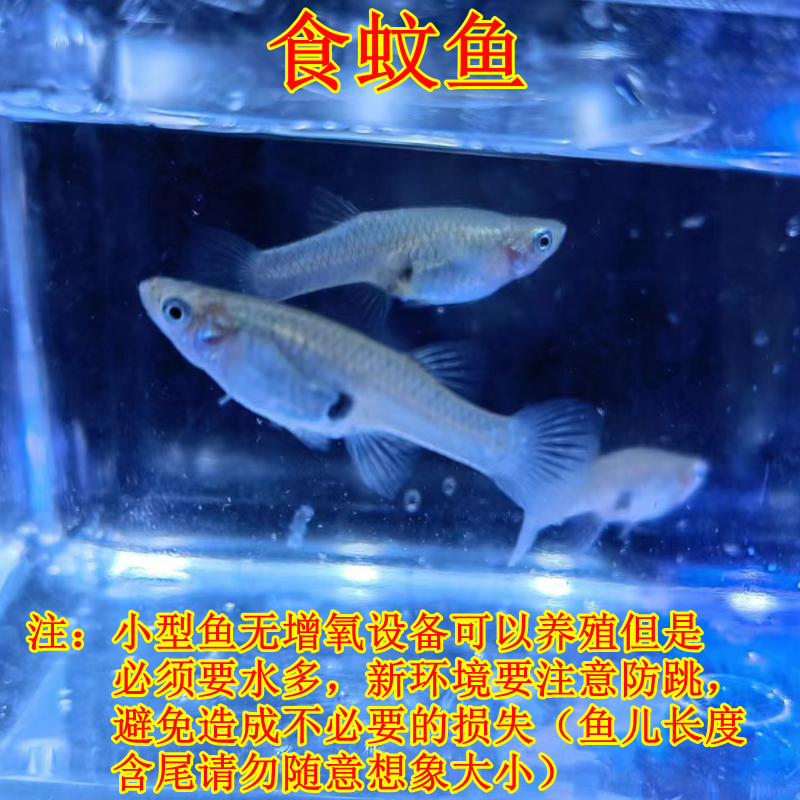 小型淡水冷水胎生大肚鱼食蚊鱼吃蚊子活体饲料鱼麦穗鱼原生观赏鱼 - 图2