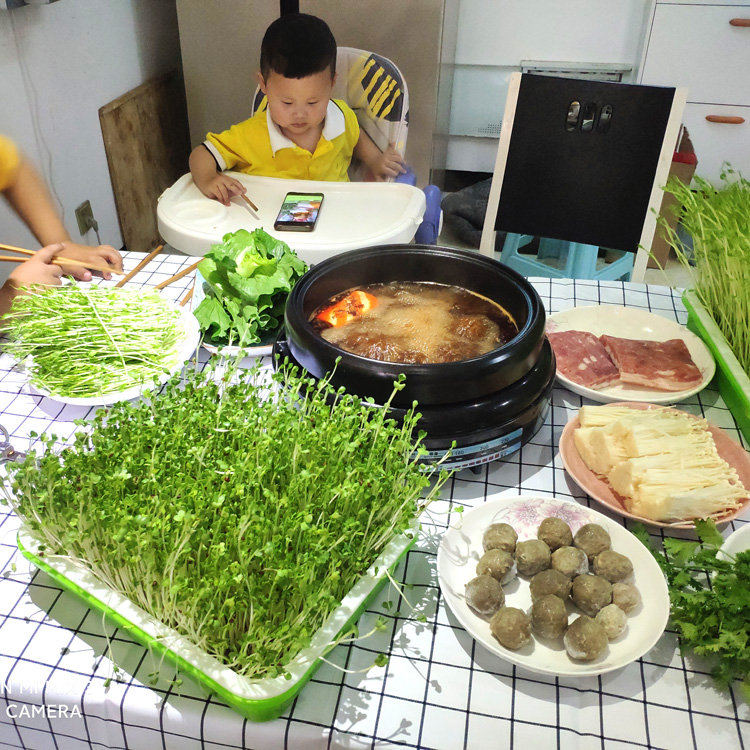 豆芽发芽盆芽菜育苗盘种植盆无土栽培豌豆苗种植盘发芽器芽苗托盘-图2