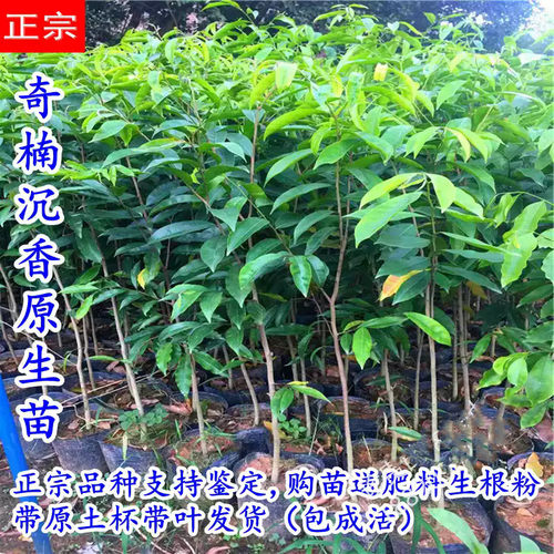 正宗奇楠沉香树苗名贵树苗越南奇楠沉香苗奇楠沉香嫁接苗绿化盆栽 - 图0