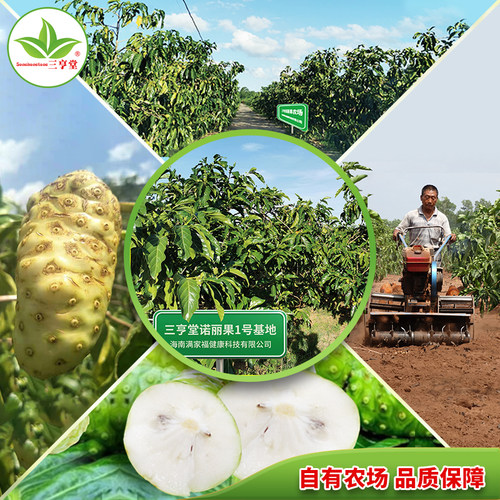 普惠优品诺丽果干片诺尼果茶干果noni水果茶果干片海南原产海巴戟 - 图3