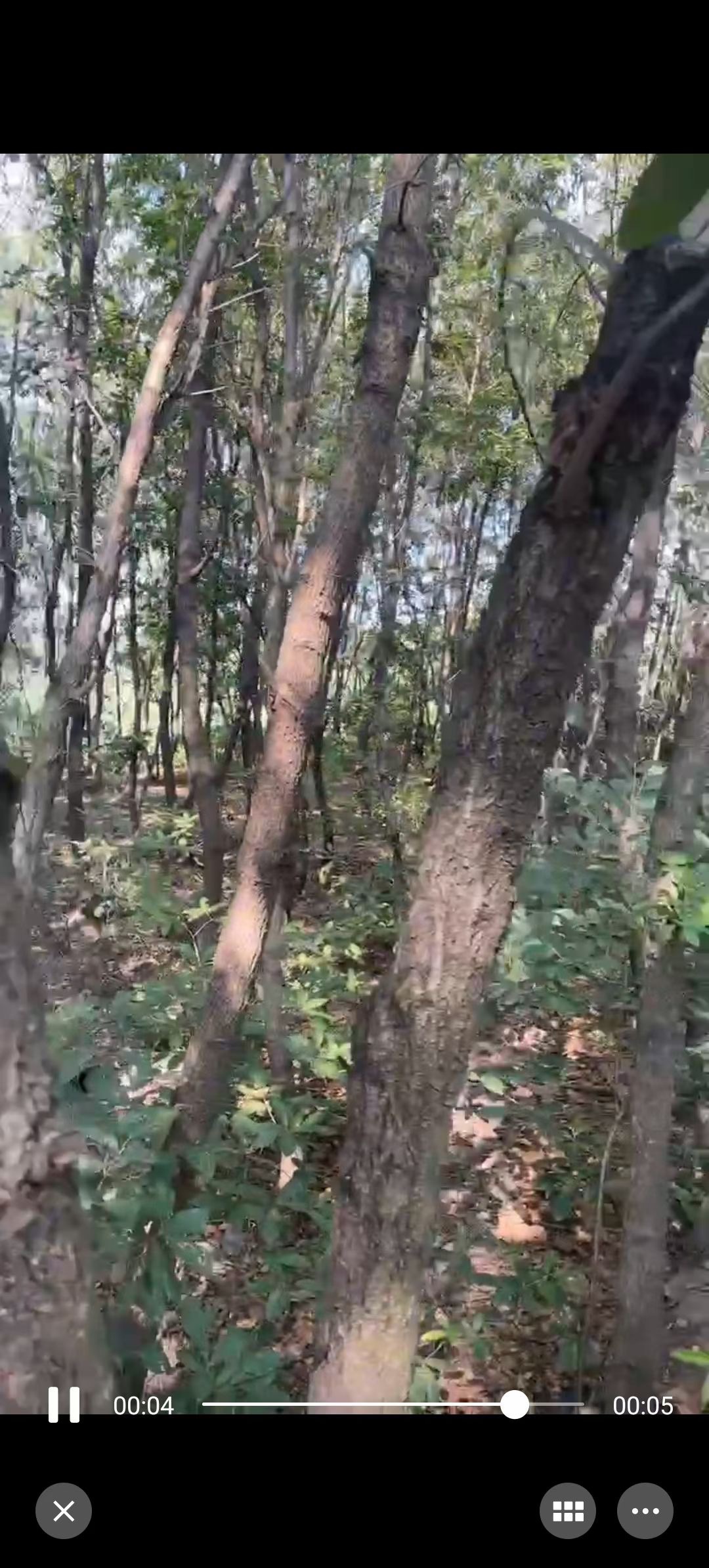 Free shipping high-end export charcoal Korean barbecue environmentally friendly