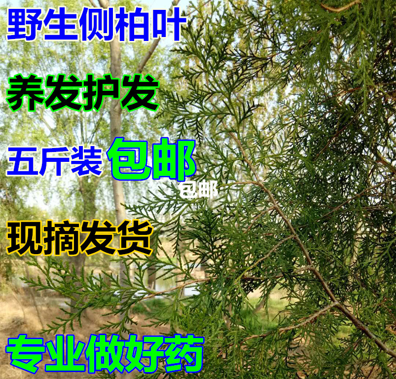 山东野生新鲜侧柏叶柏树叶子香柏叶子扁柏叶柏树枝熏腊肉5斤包邮_虎窝淘