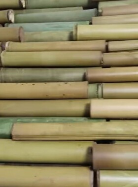 2026年云南文山广南壮乡底圩竹筒茶姑娘茶高品质普洱生茶批发包邮
