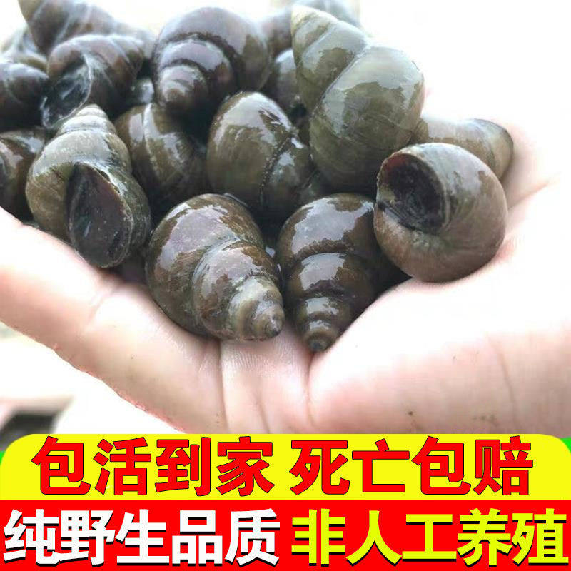 新鲜大田螺苗活体活的野生石螺包活泥螺螺蛳粉螺丝肉鲜活螺蛳包邮_虎窝淘