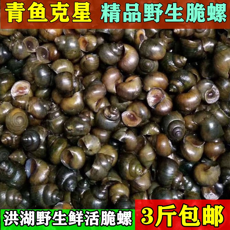 新鲜大田螺苗活体活的野生石螺包活泥螺螺蛳粉螺丝肉鲜活螺蛳包邮_虎窝淘