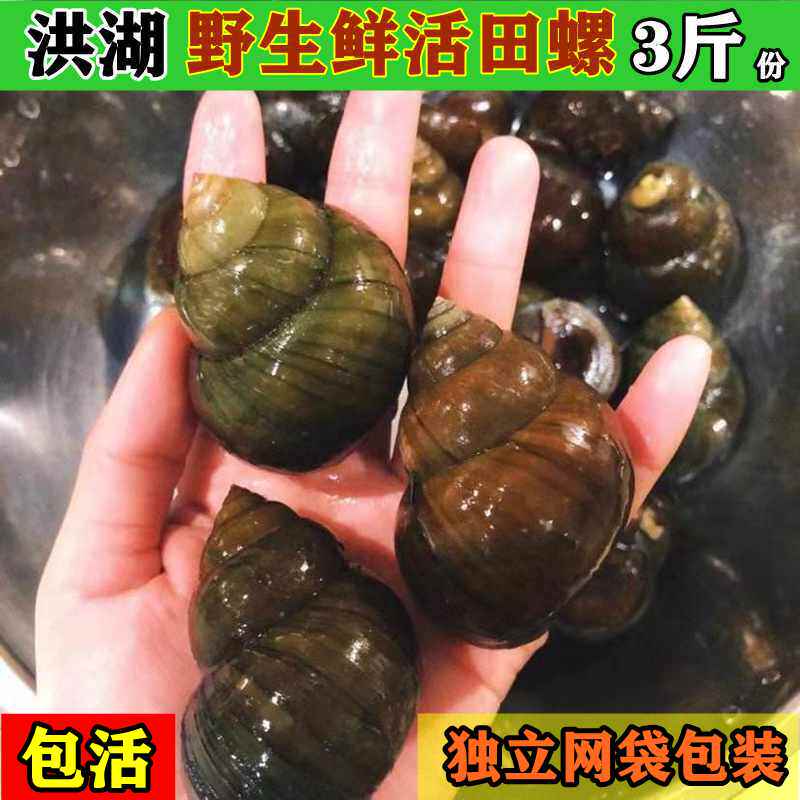 新鲜大田螺苗活体活的野生石螺包活泥螺螺蛳粉螺丝肉鲜活螺蛳包邮_虎窝淘