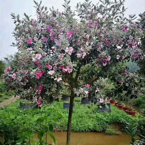 桃金娘树苗乌稔子树观花老桩大树当年结果带土带叶发货南北方种植 - 图1