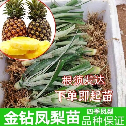 凤梨苗台湾金钻凤梨16号17号23号西瓜大果凤梨地菠萝苗盆栽凤梨苗 - 图1