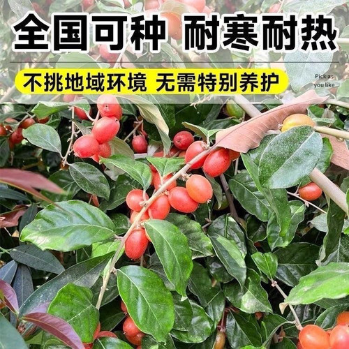 改良耐寒羊奶果苗盆栽地栽德甜三号果树苗南北方庭院四季种植果树 - 图2