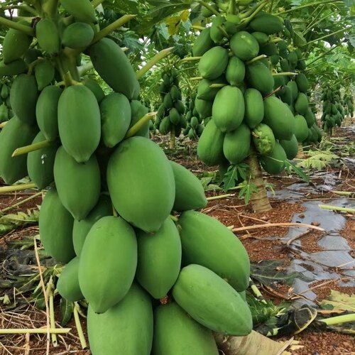 矮脚木瓜树苗红心木瓜四季南北方种植阳台盆栽当年结果木瓜水果苗 - 图0