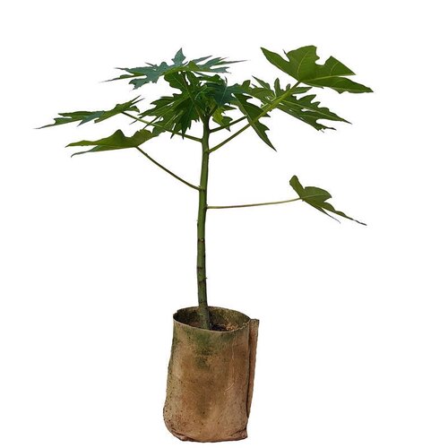 矮脚木瓜树苗红心木瓜四季南北方种植阳台盆栽当年结果木瓜水果苗 - 图3