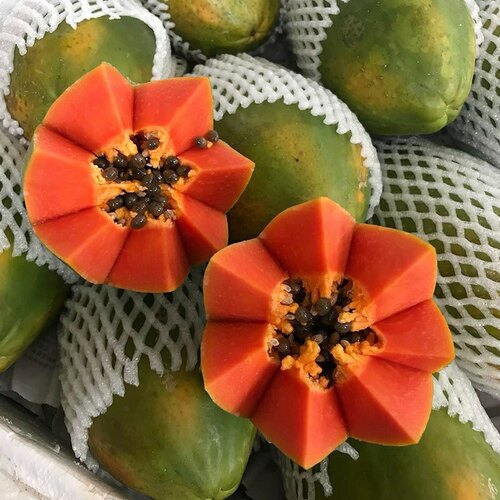 矮脚木瓜树苗红心木瓜四季南北方种植阳台盆栽当年结果木瓜水果苗 - 图1