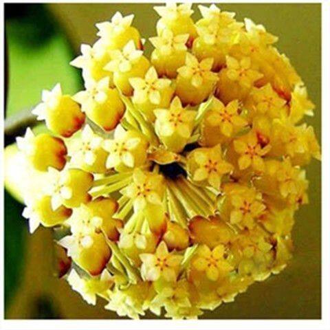 球兰带花大苗羊脂玉球兰花盆栽卷心叶攀援爬藤植物 花卉 - 图1
