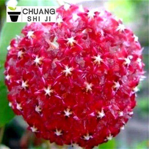 球兰带花大苗羊脂玉球兰花盆栽卷心叶攀援爬藤植物 花卉 - 图0
