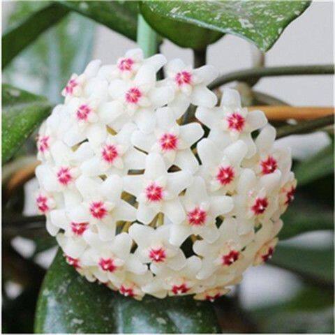 球兰带花大苗羊脂玉球兰花盆栽卷心叶攀援爬藤植物 花卉 - 图2